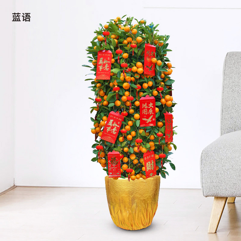 金桔树金橘树 室内观果植物盆栽 春节年宵花卉年桔带果送货上门,淘宝优惠券,粉丝福利购,淘宝优惠卷