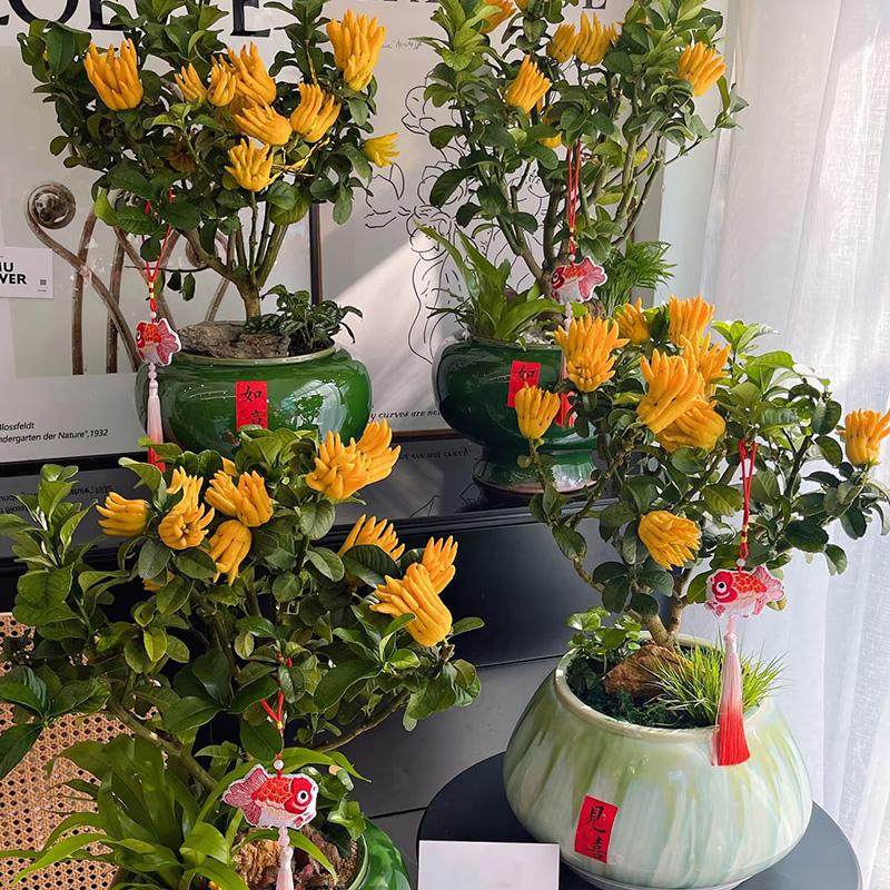 【可拍照选货】佛手树盆栽带果佛手柑果树苗室内客厅盆景植物好养,淘宝优惠券,粉丝福利购,淘宝优惠卷