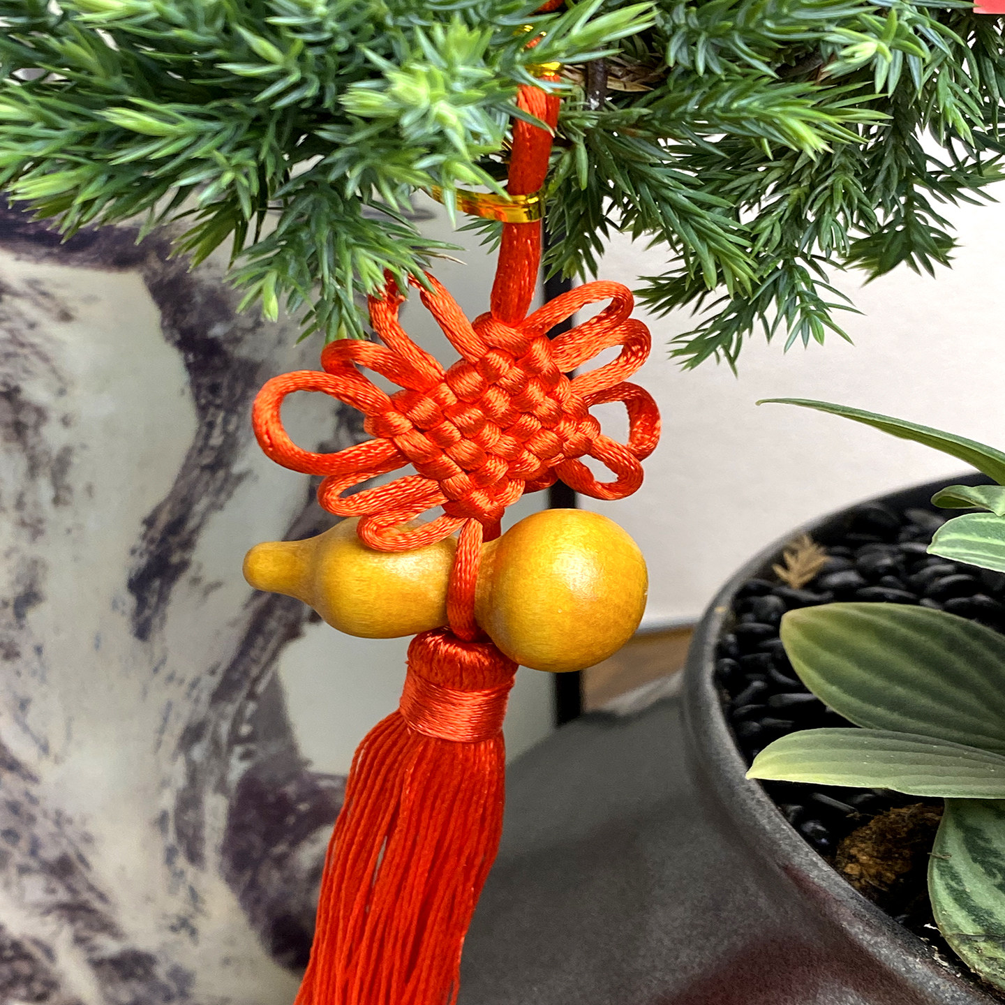 五层塔松盆栽迎客松树盆景客厅高档名贵绿植室内植物乔迁开业礼物,淘宝优惠券,粉丝福利购,淘宝优惠卷