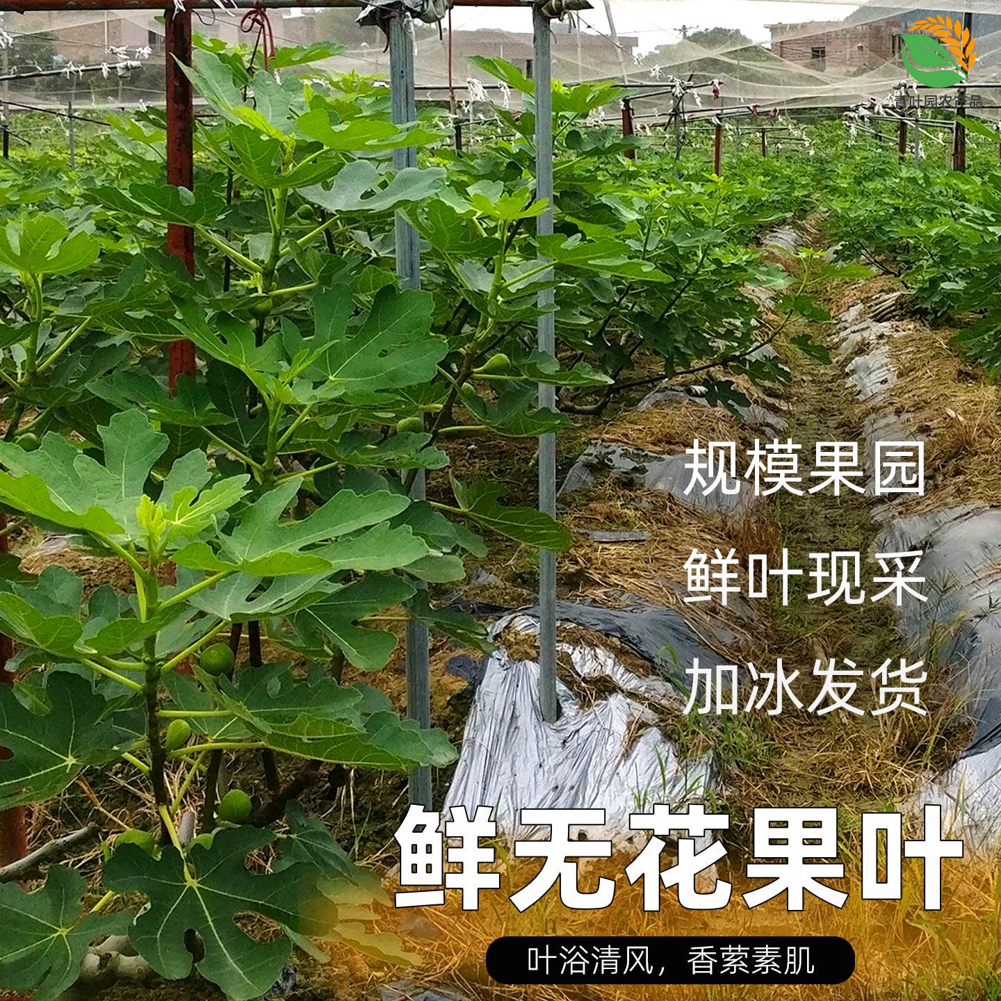 新鲜无花果树叶子500g广西产地现摘现发加冰发货包邮