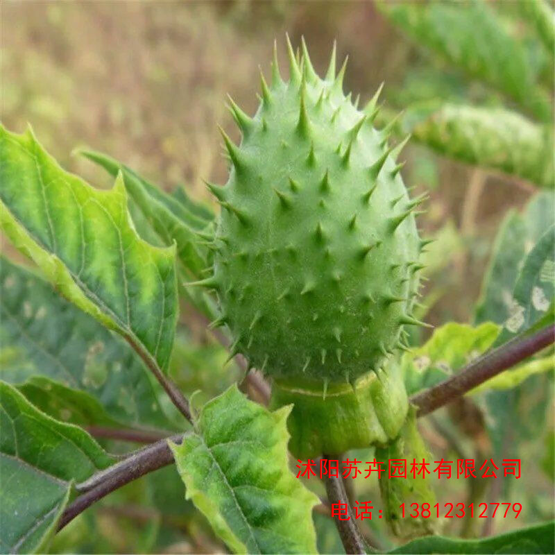 新采曼陀罗花 种子药材种子新采种药材种 曼陀罗种籽 - 图2