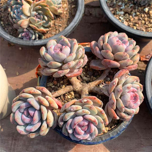 多肉花植物 一物一拍橙梦露 星影橙 绮丽多肉园艺 多肉植物盆栽 - 图0