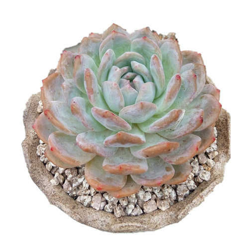 多肉花植物 一物一拍橙梦露 星影橙 绮丽多肉园艺 多肉植物盆栽 - 图3