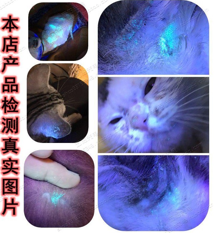 伍德氏灯紫外线照猫藓灯宠物猫尿紫光手电筒真菌检测荧光剂灯验钞 - 图2