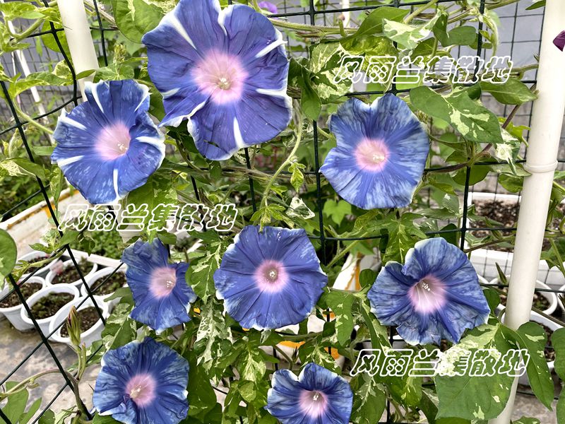 日系朝颜重瓣牵牛花春夏播花种喇叭花爬藤垂吊阳台-图0