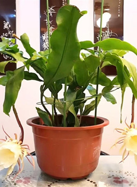 美观盆栽花卉四季常青好养