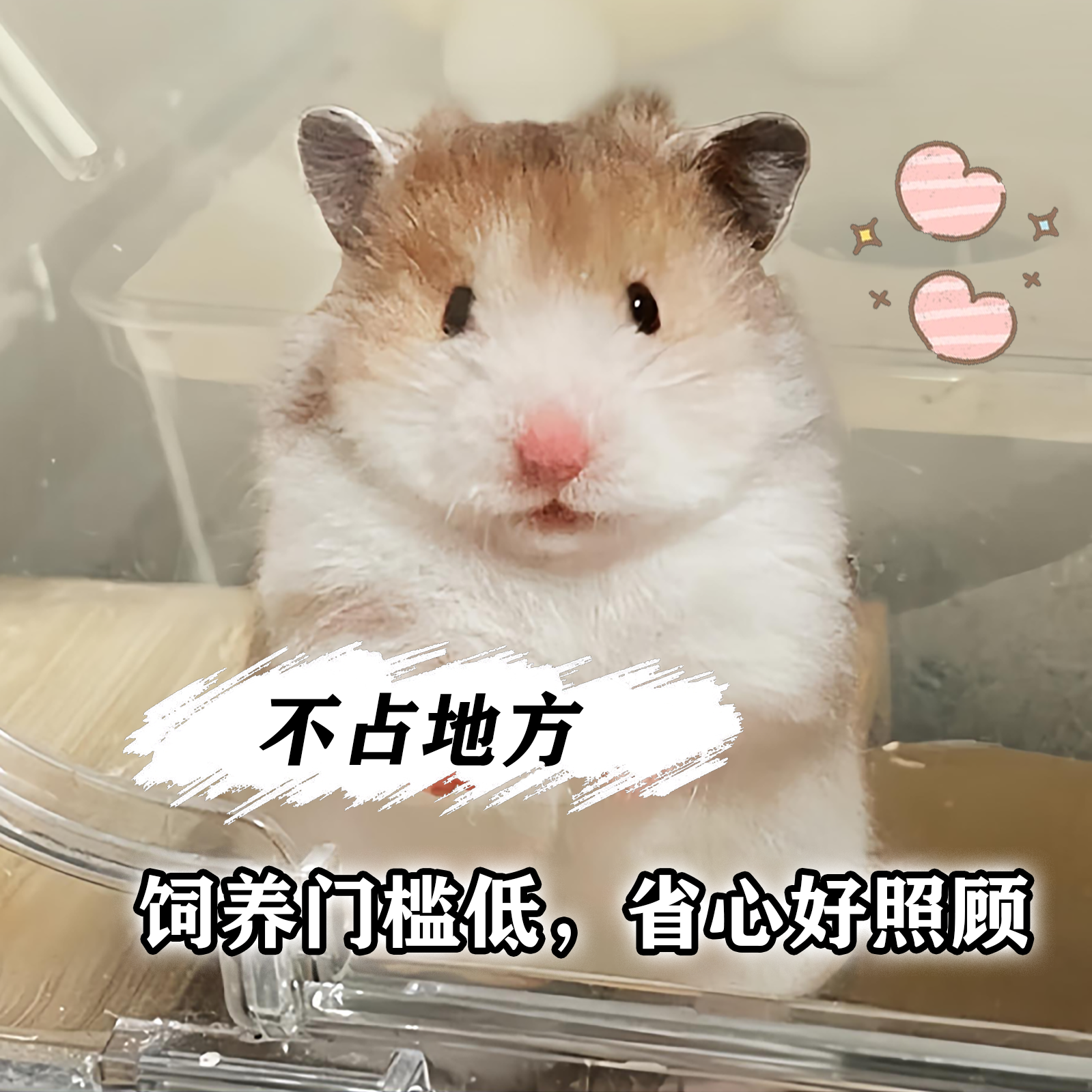 【藤盒】家养稀有卷毛金丝熊活物黑火密波利肉桂鸽灰高颜值小仓鼠,淘宝优惠券,粉丝福利购,淘宝优惠卷