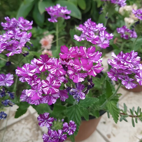 满24元包邮美女樱花苗 多色多年生好养活庭院植物 耐热耐寒易开花 - 图3