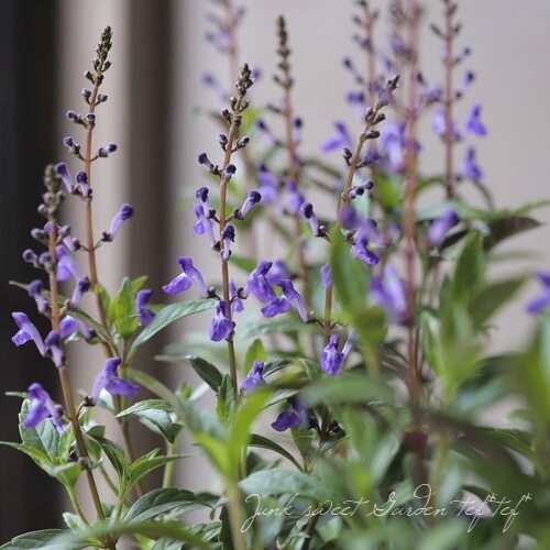 满24元包邮 黄芩“蓝火”苗蓝紫色系线条植物 耐热花园宿根庭院 - 图3