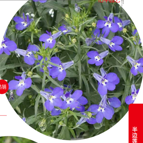 满24元包邮垂吊半边莲花苗 六倍利花苗  翠蝶花 易养草本阳台庭院 - 图1