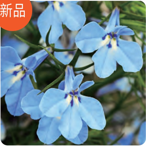 满24元包邮垂吊半边莲花苗 六倍利花苗  翠蝶花 易养草本阳台庭院 - 图2
