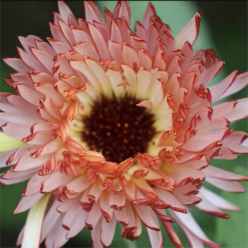 满24元包邮 重瓣金盏菊花苗 世家 耐热耐寒植物 干花素材 - 图3
