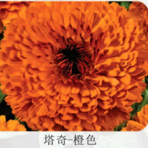 满24元包邮 重瓣金盏菊花苗 世家 耐热耐寒植物 干花素材 - 图2