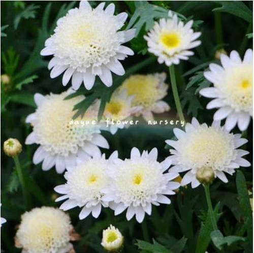 满24元包邮玛格丽特花苗50穴盘 茼蒿菊 木春菊 庭院花园易开花 - 图0
