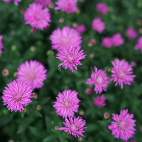 满24元包邮紫菀荷兰菊 花苗 小卡罗 多年生耐热耐寒宿根庭院植物 - 图2