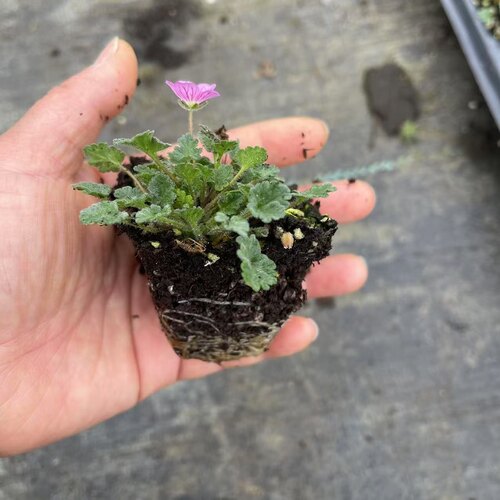 满24元包邮 姬风露草盆栽 山野草耐热耐寒多年生庭院植物花苗 - 图0