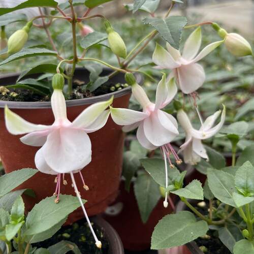 倒挂金钟花苗 灯笼花重瓣多季节开花花卉植物可做棒棒糖 - 图2