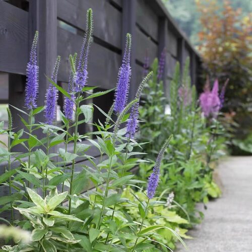 满24包邮 穗花婆婆纳苗 花园阳台花卉多年生花期长喜阳耐半荫 - 图2