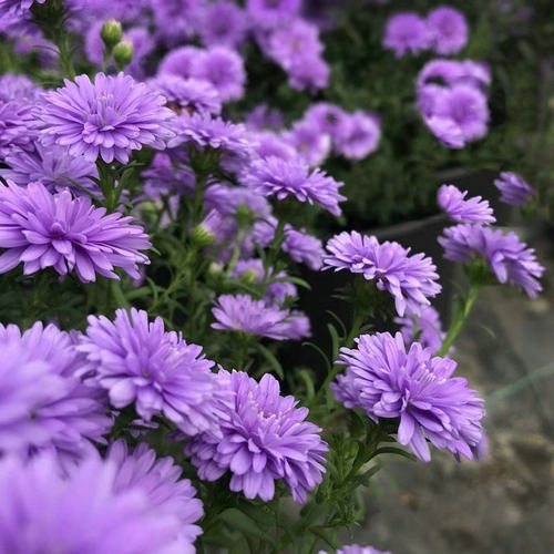 满24元包邮紫菀荷兰菊 花苗 小卡罗 多年生耐热耐寒宿根庭院植物 - 图0