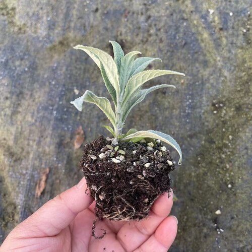 满24元包邮 醉鱼草花苗 盆栽室外庭院多年生宿根灌木耐寒耐热 - 图0