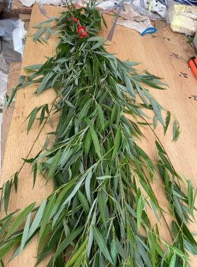 现剪柳树棍柳树枝条搬家镇宅压惊留住财富拍摄道具幼儿园手工净宅