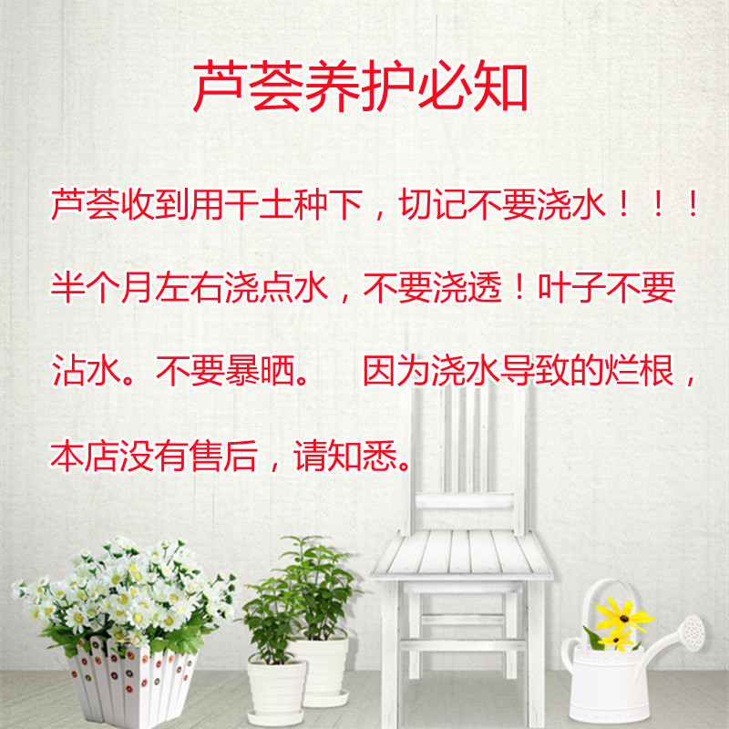 芦荟盆栽不夜城多肉植物耐旱好养室内客厅防辐射净化空气阳台花卉,淘宝优惠券,粉丝福利购,淘宝优惠卷