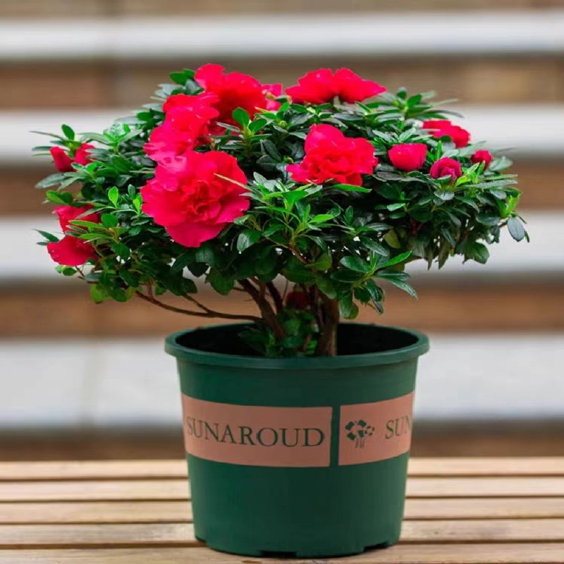 【带花苞原土】杜鹃花苗盆栽花卉植物室内外客厅阳台绿色植物盆景 - 图3