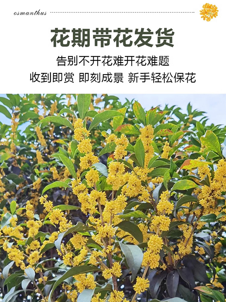 桂花盆栽室内客厅四季桂花绿植金桂树苗花卉浓香型阳台四季开花 - 图0