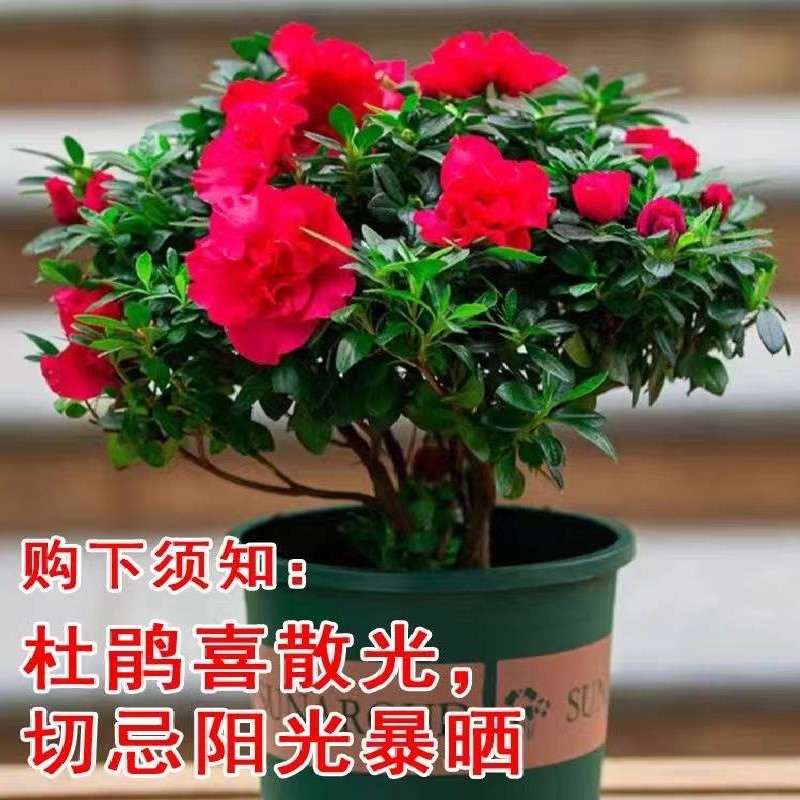 【带花苞原土】杜鹃花苗盆栽花卉植物室内外客厅阳台绿色植物盆景 - 图0