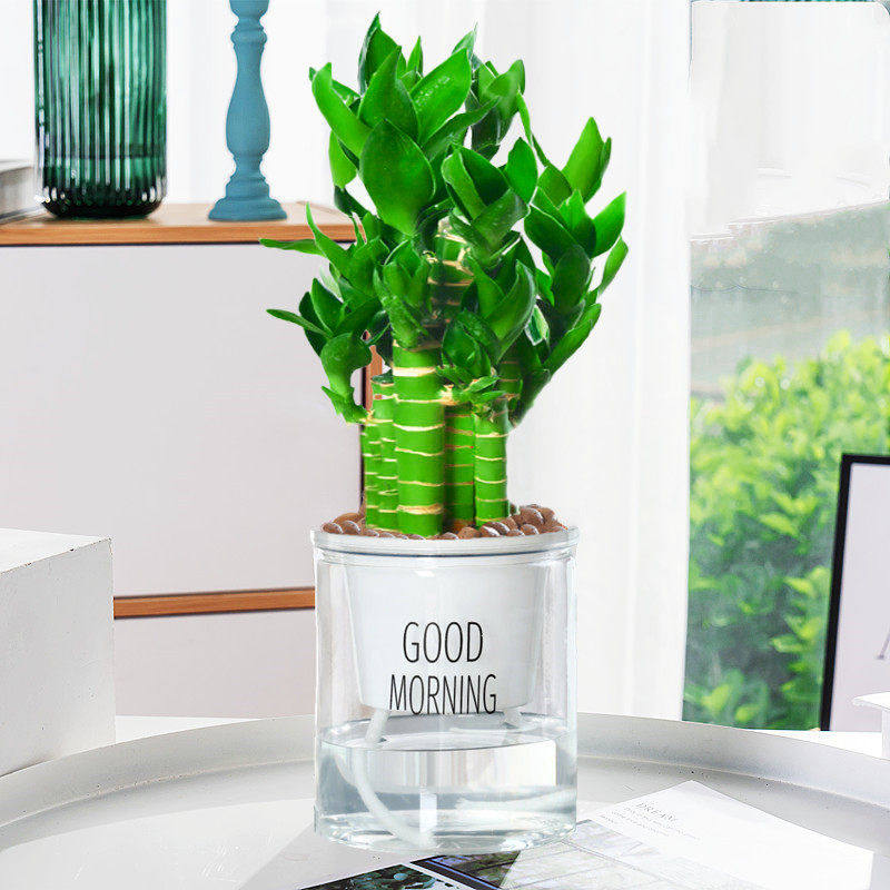 荷花竹观音富贵竹水培植物带根花卉绿植办公室内盆栽易活好养绿萝,淘宝优惠券,粉丝福利购,淘宝优惠卷