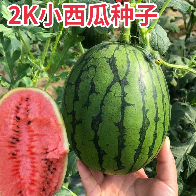 全美甜美2K小西瓜种籽早熟薄皮脆甜春季夏季礼品西瓜种籽水果种孑-图0