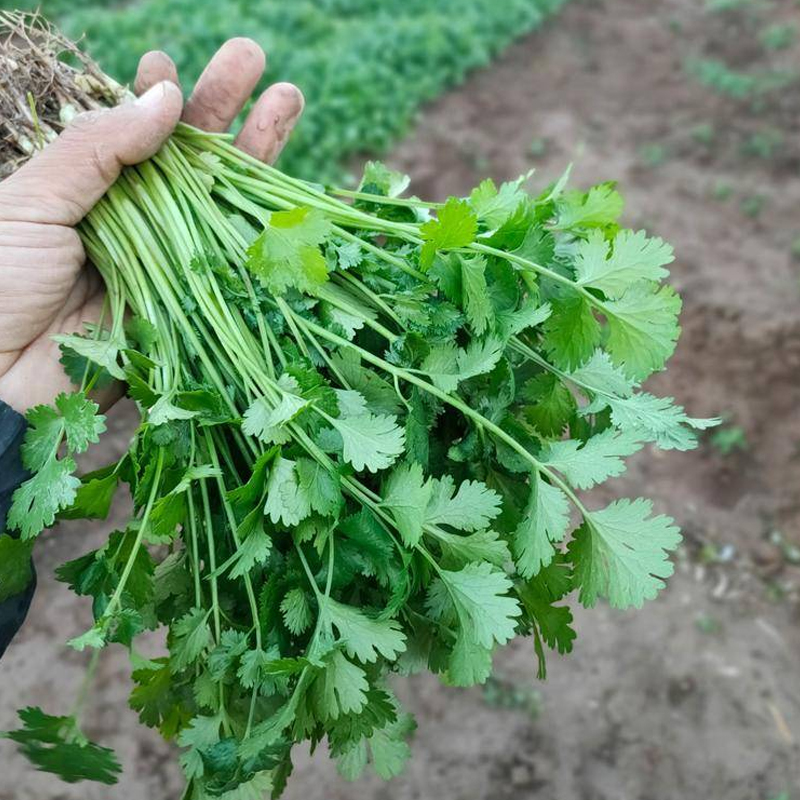 四季盆栽蔬菜种孑阳台菠菜小葱青菜韭菜空心菜香菜种子生菜白菜籽 - 图0