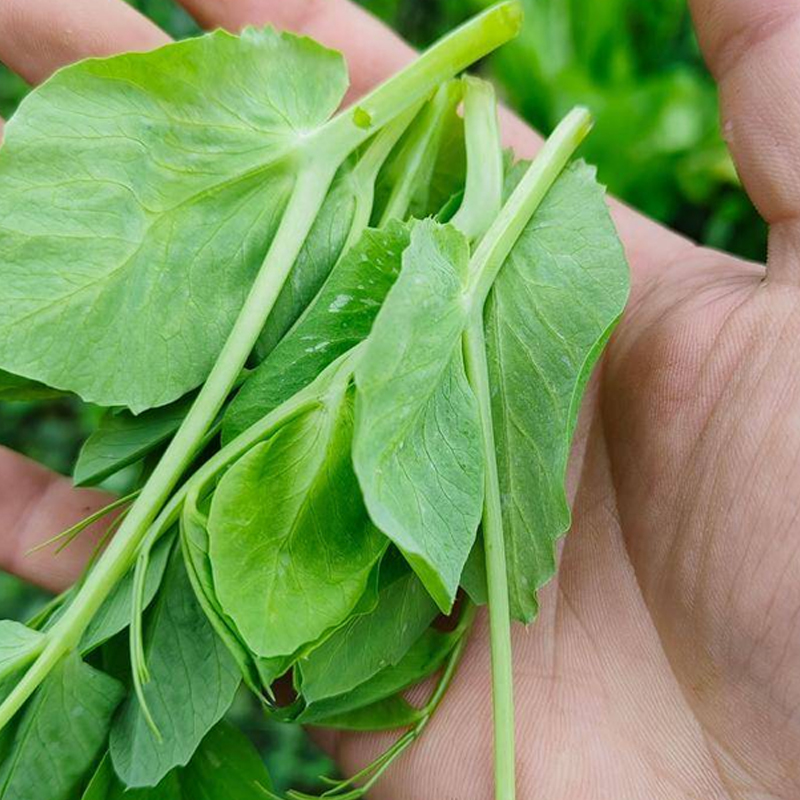 豌豆尖种子豌豆苗种籽豌豆芽苗菜四川豌豆尖种孑大叶豌豆苗甜豌豆