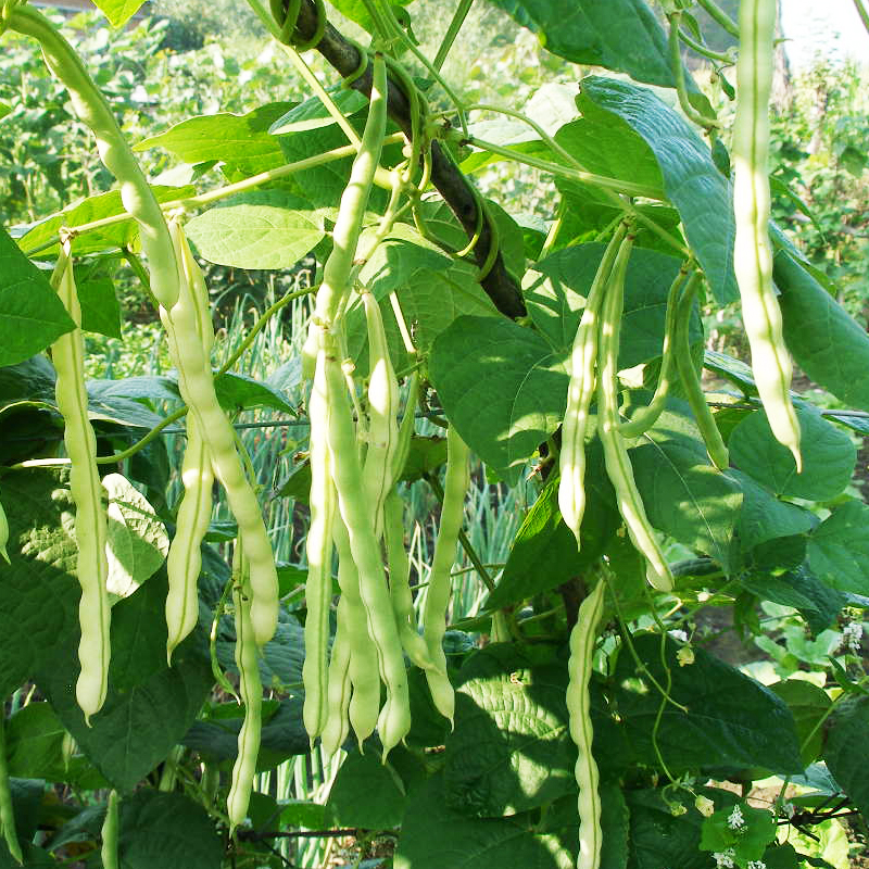 九粒白不老芸豆种子四季豆角种籽高产蔬菜种孑大全菜豆地豆架豆王 - 图2