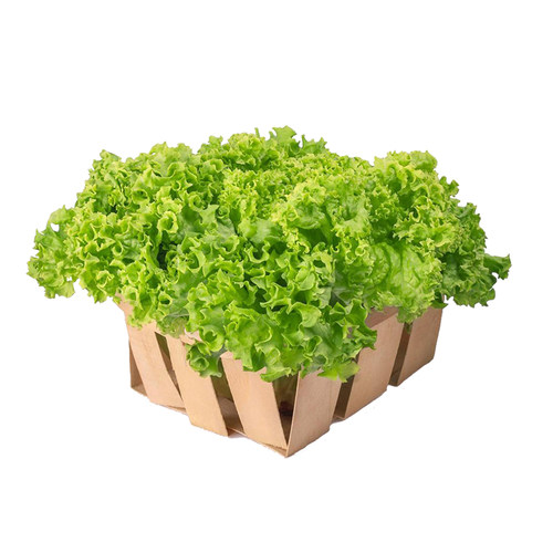 意大利生菜种籽生菜种籽种孑罗马生菜种孑种子四季玻璃生菜菜种籽 - 图3