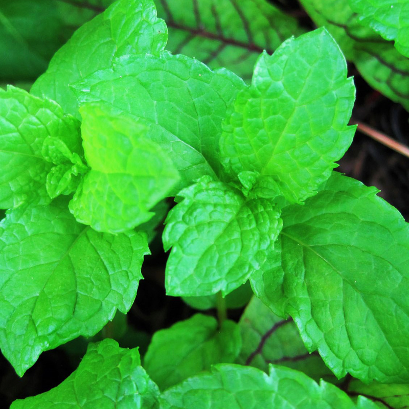 荆芥种子藿香罗勒九层塔种籽臭菜种孑芝麻菜紫苏薄荷香菜茴香种子 - 图2