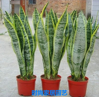 水培植物金边虎皮兰 虎尾兰防辐射净化空气 吸甲醛 绿植盆栽 - 图3