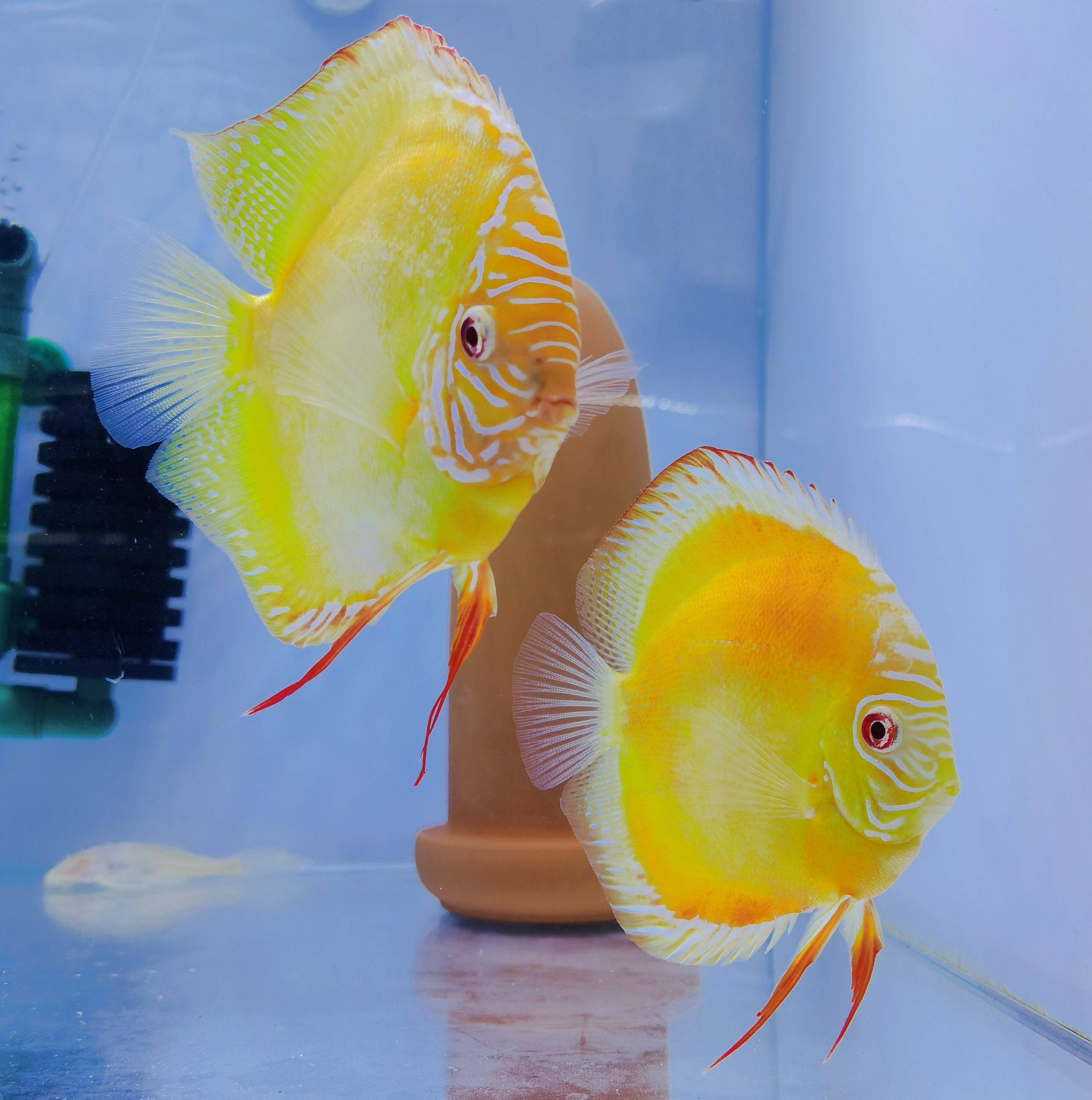 七彩神仙鱼鱼苗 成鱼 赤瞳黄金 精品白化黄金红眼黄金观赏鱼