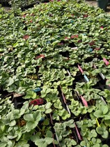 Strawberry Miao hybrid variety randomly haired without picking up variety