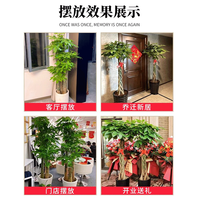 客厅发财树盆栽室内植物开业送礼大盆栽办公室大型绿植乔迁招财树