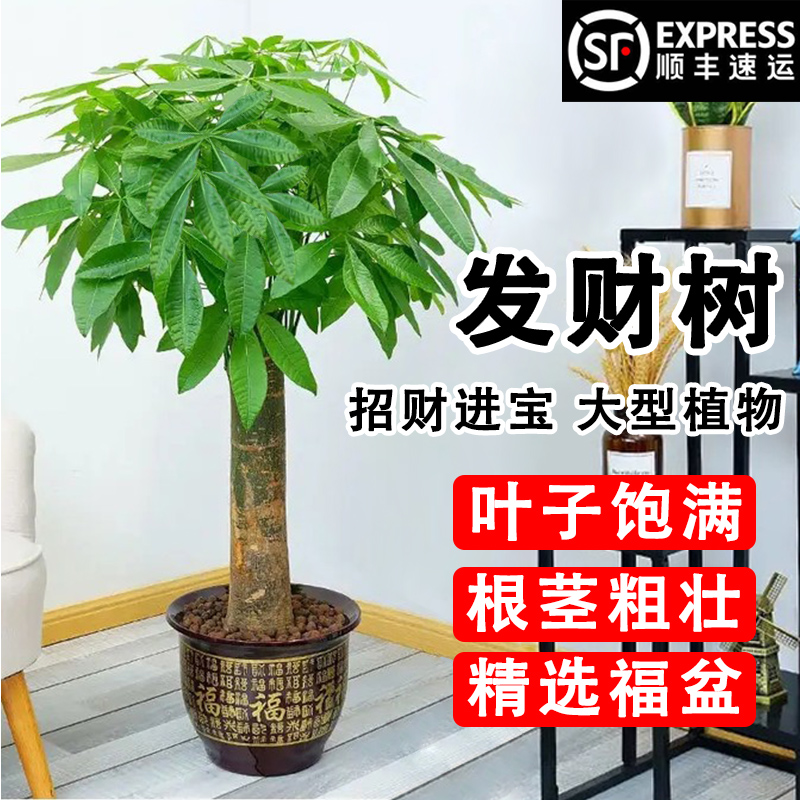 发财树客厅绿植室内大盆栽新家吸除甲醛植物开业送礼乔迁办公前台