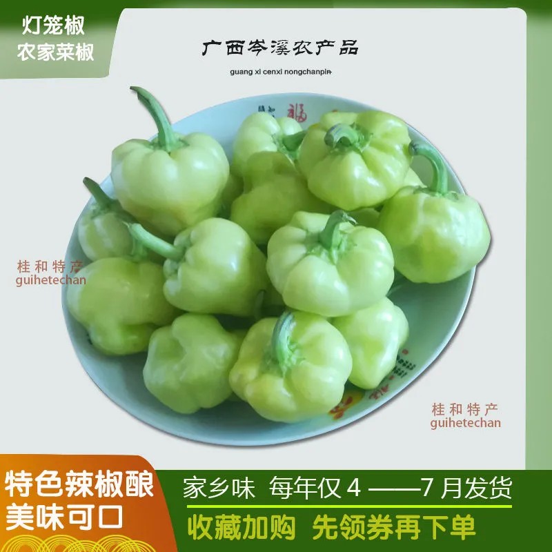 广西岑溪农家菜椒新鲜灯笼椒白玉菜椒辣椒酿梧州岑溪 - 图3