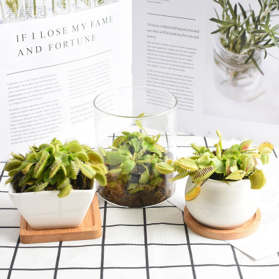 捕蝇草驱蚊草食人花猪笼食蝇草盆栽大嘴奇趣吃虫宿舍室内花卉植物 虎窝淘