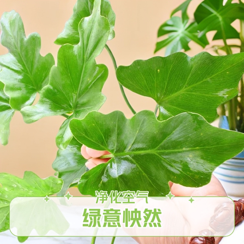 龙鳞春羽水培绿植盆栽室内花卉四季常青好养易活龟背竹观叶植物 - 图2