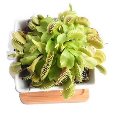 捕蝇草驱蚊草食人花猪笼食蝇草盆栽大嘴奇趣吃虫宿舍室内花卉植物 虎窝淘