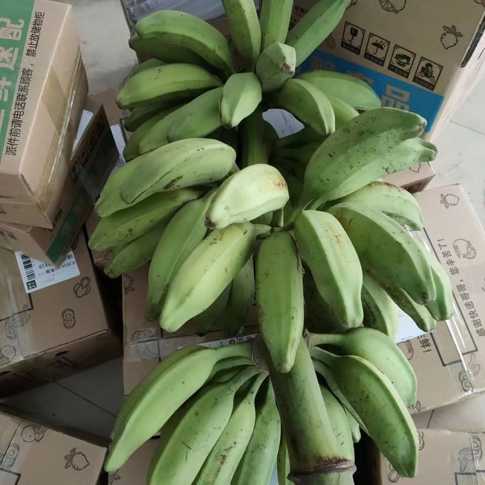 African Plantain banana Raw 野生芭蕉高州广东大蕉新鲜大牛蕉 - 图1