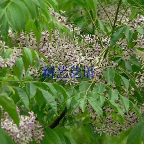 苦楝树苗庭院绿化行道风景树苗楝树楝枣苦楝树厂区绿化风景树苗 - 图1