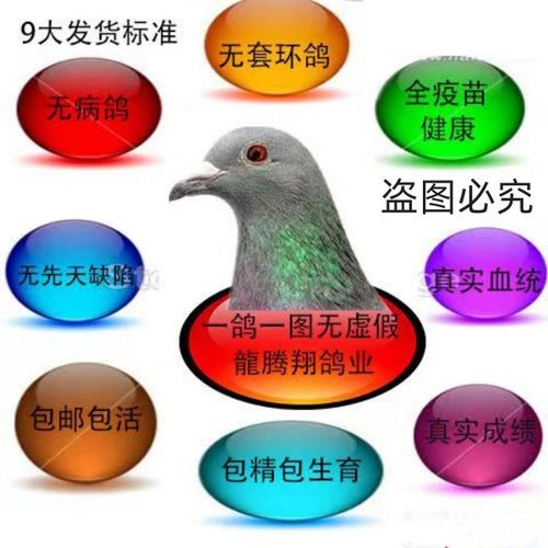 直播链接信鸽鸽子种鸽赛鸽幼鸽成绩鸽血统鸽吴淞李鸟杨阿腾詹森 - 图2