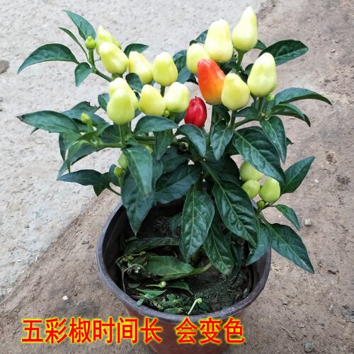 可食用椒盆栽带果发货可食用椒树苗阳台盆栽朝天椒可食用辣椒五彩 - 图2