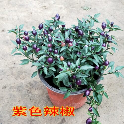 可食用椒盆栽带果发货可食用椒树苗阳台盆栽朝天椒可食用辣椒五彩 - 图1